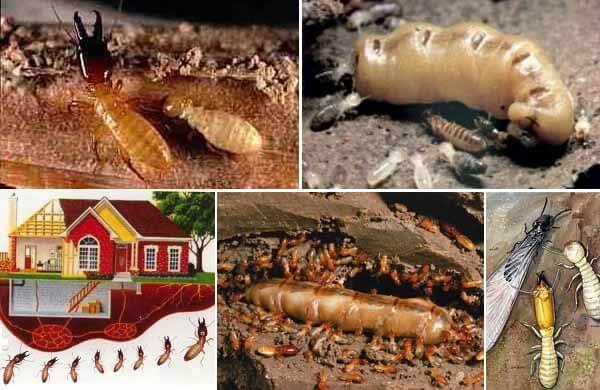 Káº¿t quáº£ hÃ¬nh áº£nh cho diá»t má»i táº¡i nhÃ 