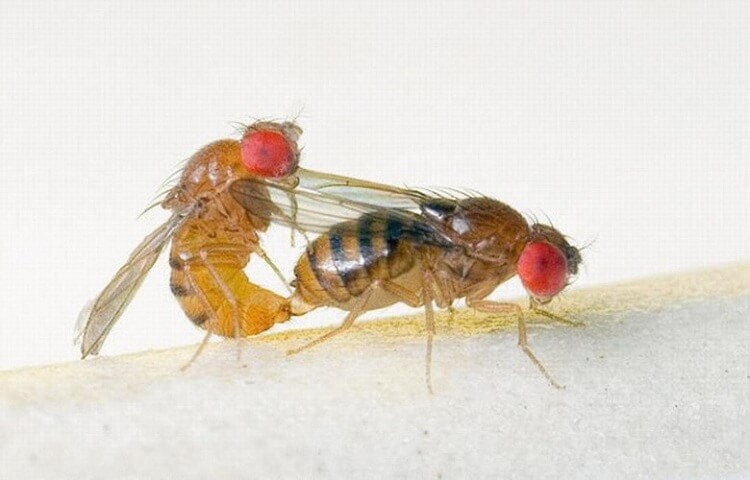 Những hình ảnh Äẹp ngá» nghÄ©nh vá» các loà i côn trùng - Diá»t côn trùng Anh Thư TPHCM